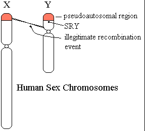 The human X and Y chromosomes, showing the short arm pseudoautosomal region